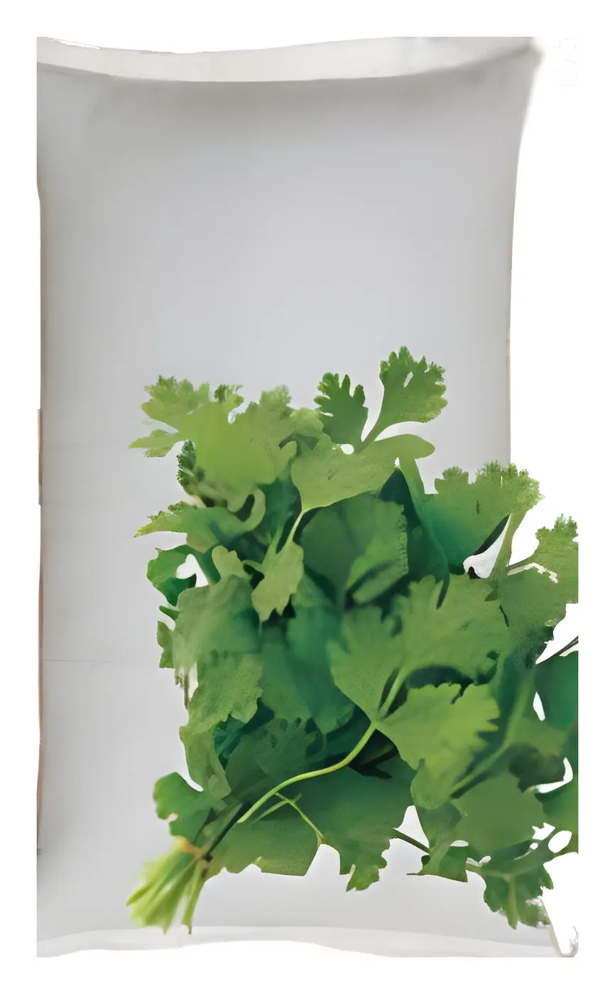 Coriander Shami, catalogue photo