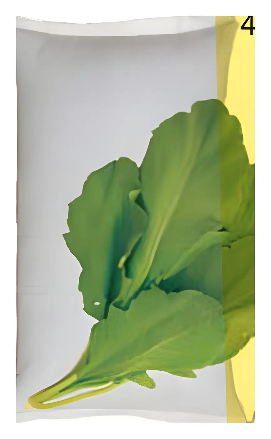 Radish Sharjah 2, catalogue photo